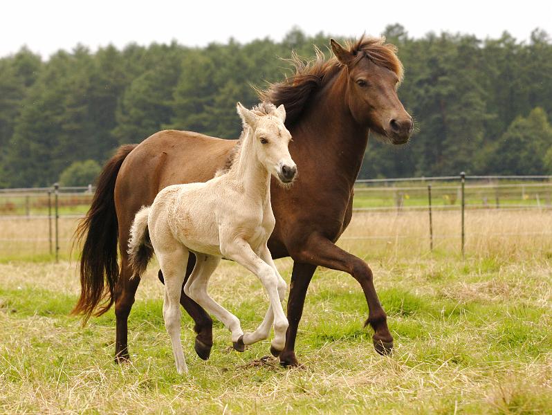 Elrir und Elding a.jpg